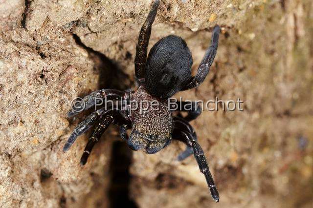 Eresidae_8626.JPG - France, Araneae, Eresidae, Araignée coccinelle (Eresus kollari), femelle, Ladybird Spider